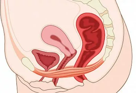What is the Pelvic Floor and Where is it?